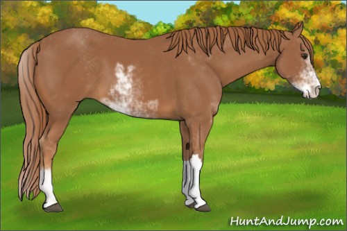 Horse Color:Chestnut Sabino 