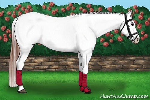 Horse Color:White Spotted Grullo Appaloosa Rabicano  Brindle