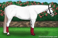 Horse Color:White Spotted Grullo Snowcap Rabicano Brindle