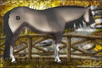 Horse Color:Blue Onyx