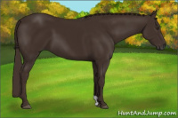 Horse Color:Gray Chestnut 