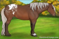 Horse Color:Silver Brown Varnish