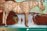 Horse Color:Silver Black Pearl Appaloosa Rabicano  Brindle