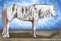 Horse Color:White Spotted Grullo Snowcap Rabicano  Brindle