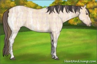 Horse Color:Plaid Buckskin Ice Dun