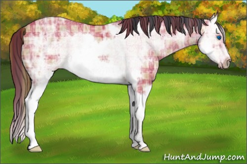 Horse Color:Plaid Bay Ice Roan Splash Frame
