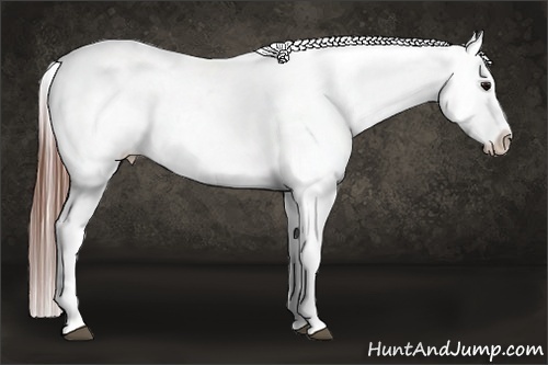 Horse Color:White Spotted Grullo Appaloosa Rabicano  Brindle