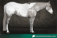 Horse Color:White Spotted Grullo Appaloosa Rabicano Brindle