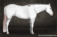 Horse Color:White Spotted Grullo Appaloosa Rabicano Brindle