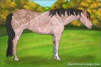 Horse Color:Bay Ice 