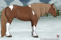 Horse Color:Chestnut Tobiano