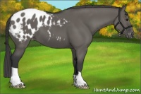 Horse Color:Grullo Appaloosa