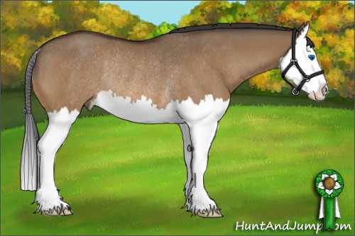 Horse Color:Bay Dun Splash Rabicano