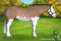 Horse Color:Bay Dun Splash Rabicano