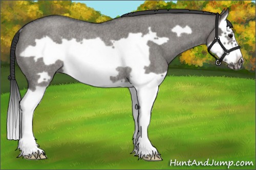 Horse Color:Grullo Roan Splash Frame Rabicano 