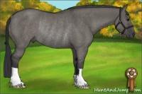 Horse Color:Grullo Rabicano 