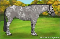 Horse Color:Grullo Ice 