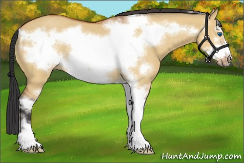 Horse Color:Bay Dun Sabino Frame Rabicano 