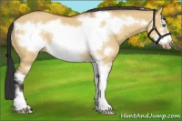 Horse Color:Bay Dun Sabino Frame Rabicano