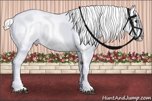 Horse Color:White Spotted Silver Grullo Varnish Rabicano  Brindle