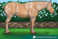 Horse Color:White Spotted Grullo Appaloosa Rabicano  Brindle