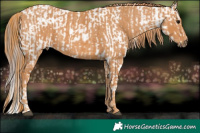 Horse Color:White Spotted Grullo Appaloosa Rabicano  Brindle