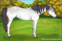 Horse Color:Gray Nacre White Spotted Blue Ice Roan 