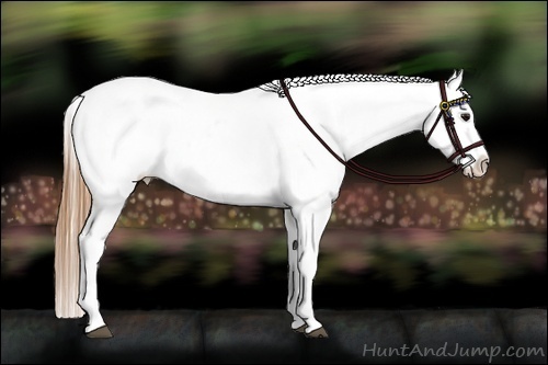 Horse Color:White Spotted Black Pearl Appaloosa Rabicano Brindle