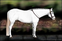 Horse Color:White Spotted Black Pearl Appaloosa Rabicano  Brindle