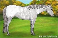 Horse Color:White Spotted Grullo Snowcap Rabicano  Brindle