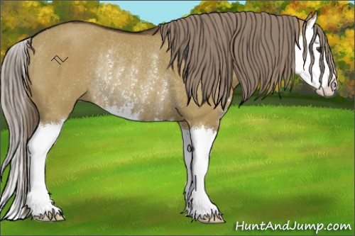 Horse Color:Liver Red Dun Sabino Splash Rabicano 