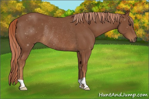 Horse Color:Chestnut Rabicano 