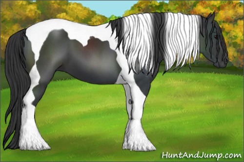 Horse Color:Black Tobiano