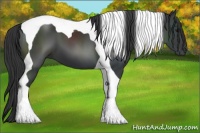 Horse Color:Black Tobiano 