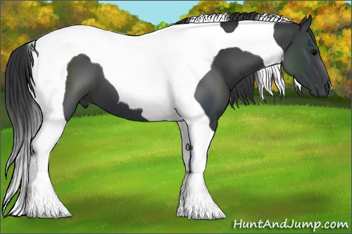 Horse Color:Black Tobiano 