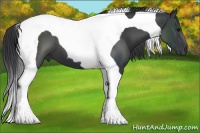 Horse Color:Black Tobiano 