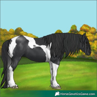 Horse Color:Black Tobiano 