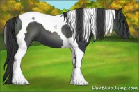 Horse Color:Black Tobiano