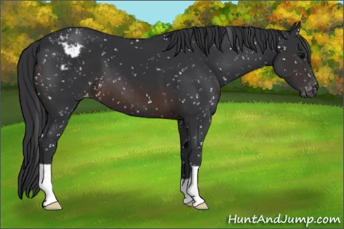 Horse Color:Brown Appaloosa 