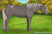 Horse Color:Silver Black Appaloosa