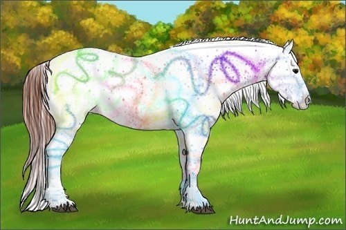 Horse Color:White Spotted Grullo Appaloosa Rabicano Brindle