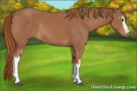Horse Color:White Spotted Chestnut Rabicano