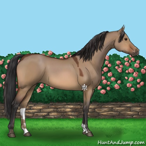 Horse Color:Bay Dun