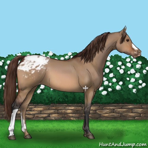 Horse Color:Bay Dun Appaloosa 