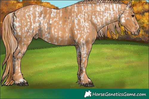 Horse Color:White Spotted Grullo Snowcap Rabicano Brindle