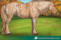 Horse Color:White Spotted Grullo Appaloosa Rabicano  Brindle