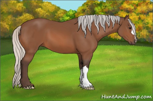 Horse Color:Silver Bay 