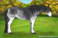 Horse Color:White Spotted Black Rabicano 