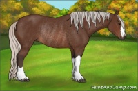 Horse Color:Silver Brown Rabicano 