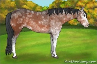 Horse Color:Bay Ice Sabino Rabicano 